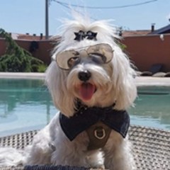 Mila, beli maltezer, za stolom pored bazena